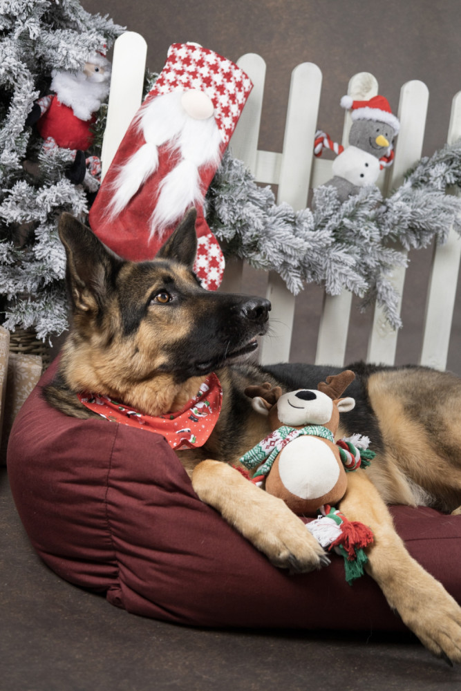 Vicente Rensdyr – Julelegetøj til Hund 35 cm 